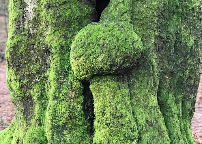 Nature Escape W Garden 펜션 헨덜루