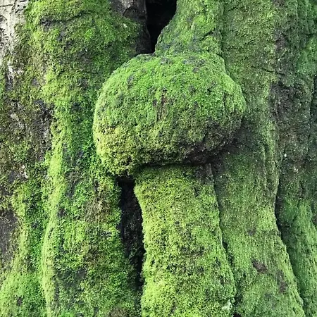 Nature Escape W Garden Holiday home Hoenderloo